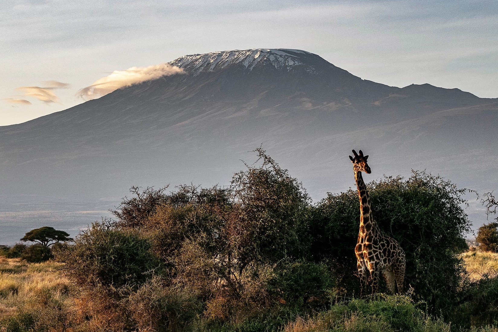 Kenya safari