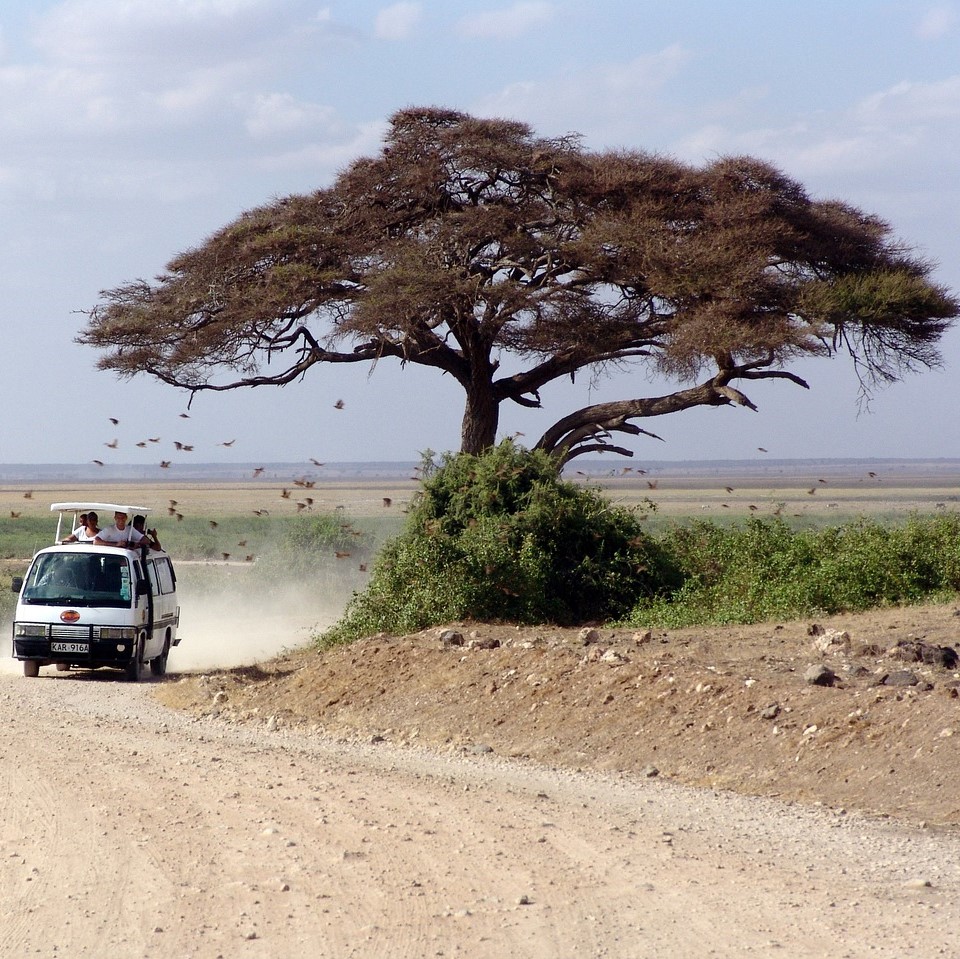 Kenya safari