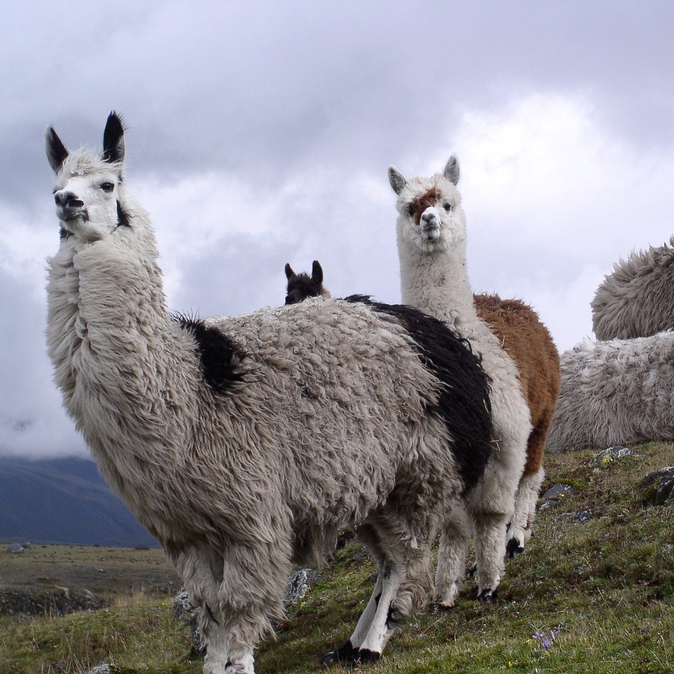 Andes in Ecuador