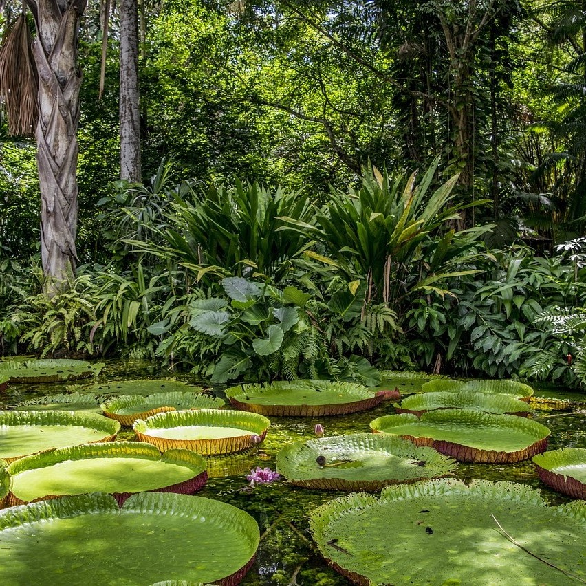 Amazon forest